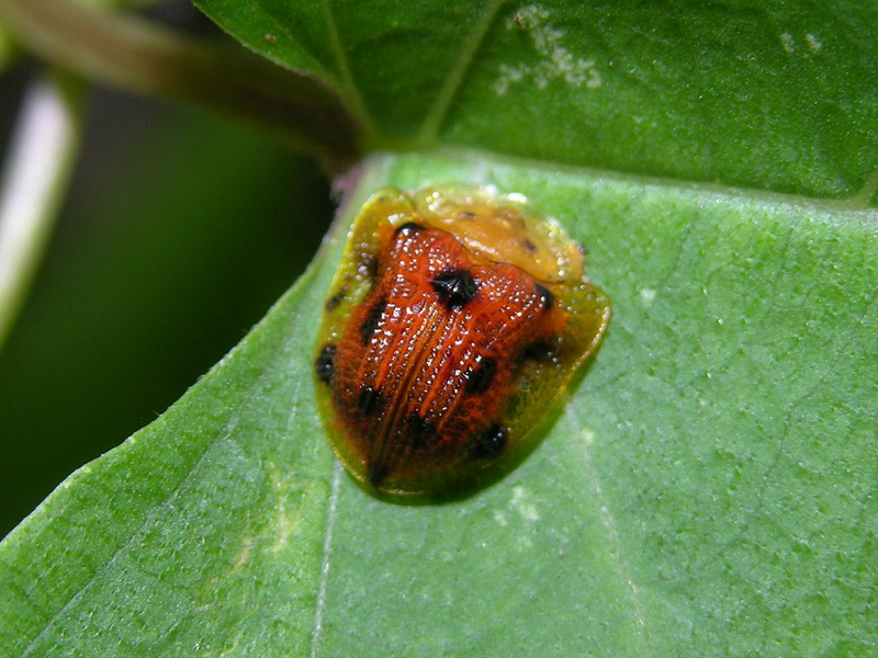 Laccoptera tredecimpunctata  - Phuket